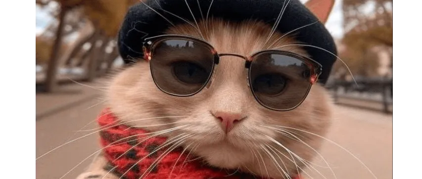 bobacat
